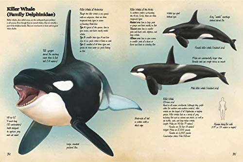 Animal Journal: Marine Animals of the World: Notes, drawings, and observations about animals that live in the ocean