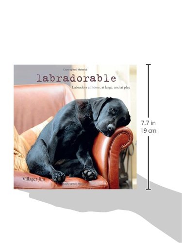 Labradorable: Labradors at home, at large, and at play