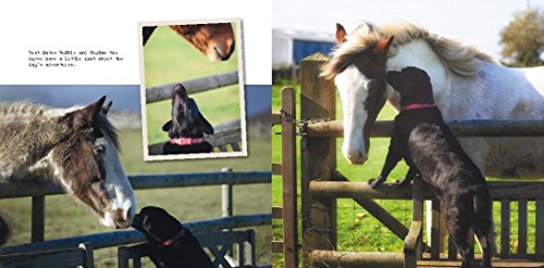 Labradorable: Labradors at home, at large, and at play