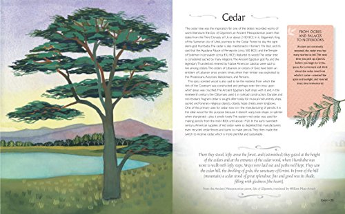 Be More Tree: A journey of wisdom, symbols, healing, and renewal